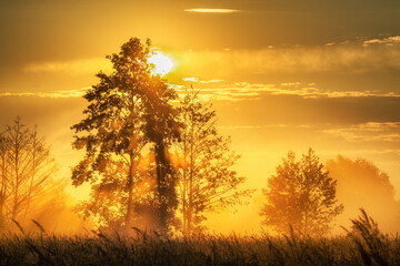 Obraz premium Fantastic misty meadow with fresh green grass in the sun. Sun rays through the tree. Dramatic colorful scenery. The world of beauty.