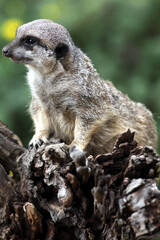 Fototapeta premium Suricate (Suricatta suricata) Meerkat