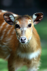 Sitatunga (Tragelaphus spekii)
