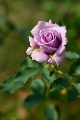 ピンク系の色のバラ