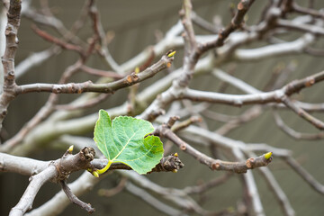 single green leaf on bare branches of a tree