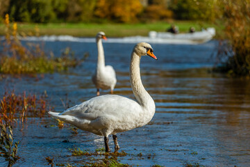 White swans in the fall on the shore of the reservoir.