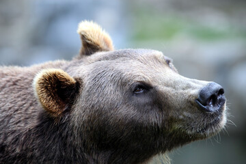 Brown bear (Ursus arctos) Ours brun