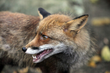 Naklejka na ściany i meble Fox (Vulpes vulpes) Renard