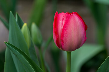 Naklejka premium Red Tulip After Rain