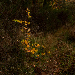 Natural autumn background of bright yellow leaves of a small bush and yellow-green grass along a forest path.