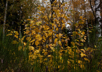 Obraz premium Natural background of bright yellow leaves against the background of the trunks of a birch forest.