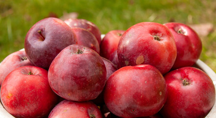 Red autumn apples just picked in the garden. May be the background.