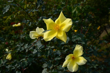 黄色系の色のバラ