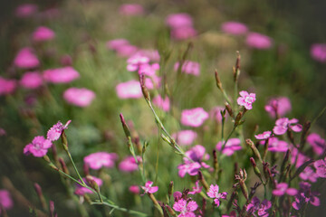Fototapeta premium Beautiful background from meadow flowers. Stock photo of nature for design