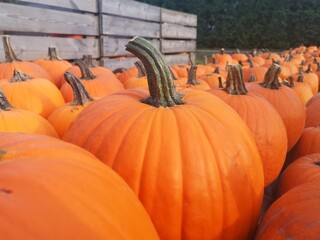 pumpkins on a farm