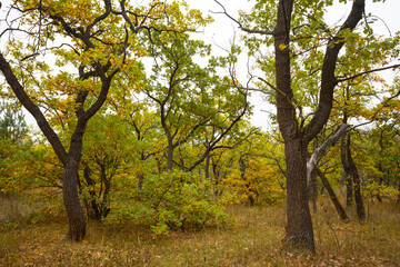 autumn oak forest grove, countryside forest scene