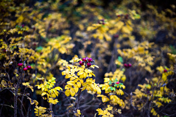 Selective focus on rosehip berries in blurred autumn background. Close up