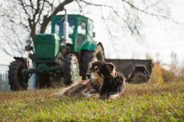 Pooch on the background of an old tractor in the village