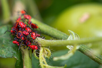 grasshopper on a flower