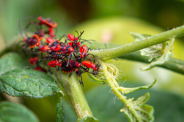 red bug on a green leaf
