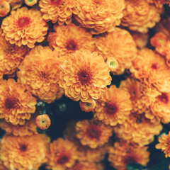 Fototapeta na wymiar A bouquet of orange chrysanthemum flowers in pot in garden