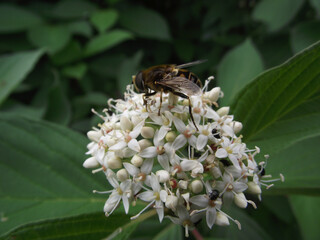 bee on a flower