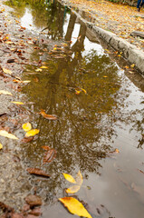 Reflection of yellowed leaves and trees in an autumn puddle