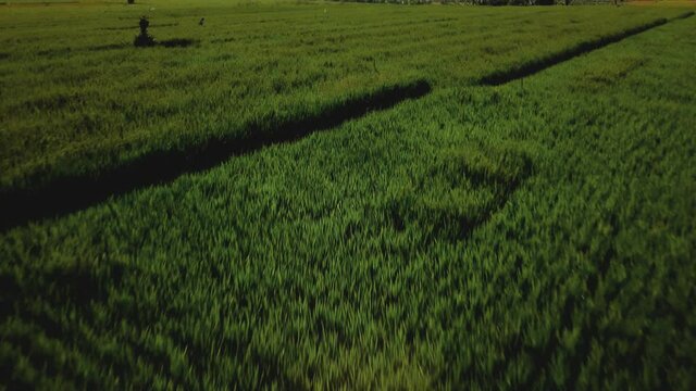 drone view of a newly constructed electric transmission tower on a green rice field