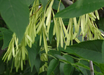 close up of green leaves