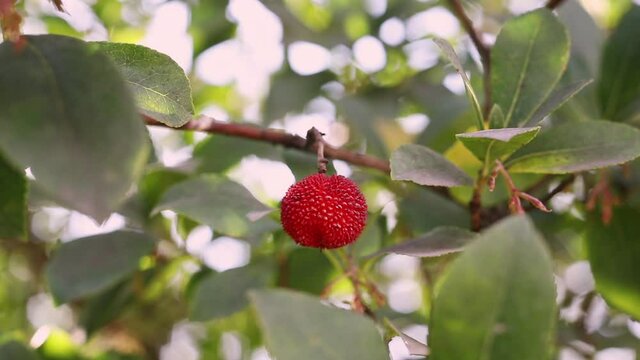 Red fruit of arbutus unedo 