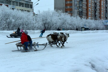 Polar sports games in the city center running on reindeer in a sled. North of Russia