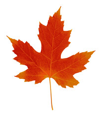 Autumn leaf. Autumn maple leaf isolated on a white background. Vector illustration