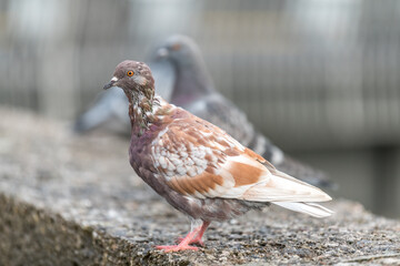 two doves