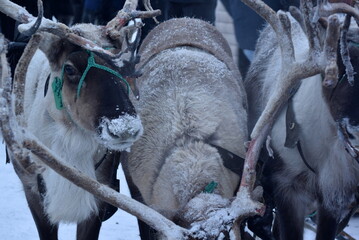 deer of the far North near frame time of year winter. Russian Arctic