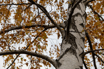 Obraz premium tree in autumn