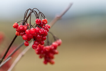red berries of viburnum on branch