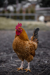 chicken rooster in the farm