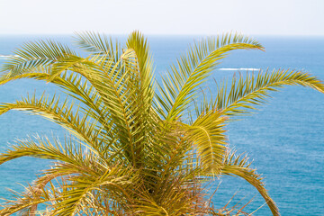 palm leaves on the tropical sea beach background in Summer