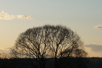 Fototapeta na wymiar crown of a tree without leaves at sunset