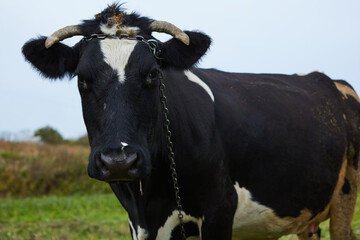 A curious dairy cow stands in her pasture. Dairy Cow. A curious dairy cow.