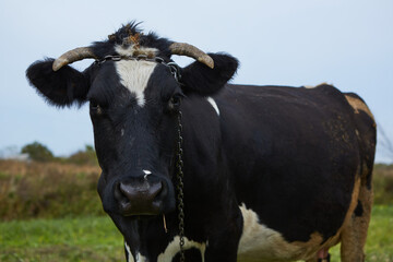 Dairy cow at countryside. Dairy Cow. A curious dairy cow.