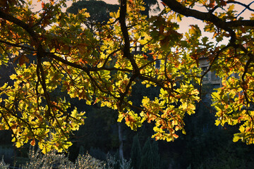 yellow leaves on oak tree at sunset
