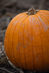 pumpkin on the ground in a farm
