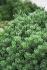 Beautiful little needles of spruce needles. New Year and Christmas background for design. Natural tree branch in nature.