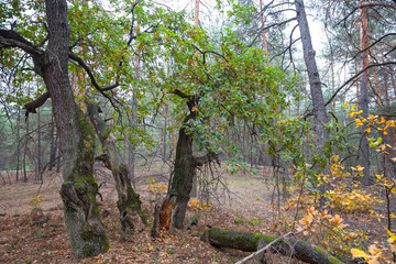 autumn oak forest grove, countryside forest scene