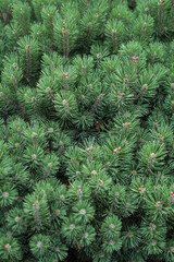 Beautiful little needles of spruce needles. New Year and Christmas background for design. Natural tree branch in nature.