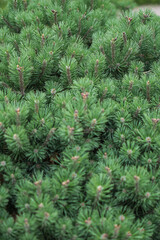 Beautiful little needles of spruce needles. New Year and Christmas background for design. Natural tree branch in nature.