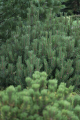 Beautiful little needles of spruce needles. New Year and Christmas background for design. Natural tree branch in nature.