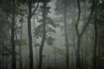 Obraz premium Green forest in fog, oak trees with green leafs in foggy conditions,light background.Gloomy magical landscape at autumn/fall. South Moravia, Eastern Europe. .