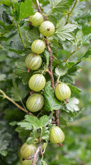 Obraz premium Branch of gooseberries with berries