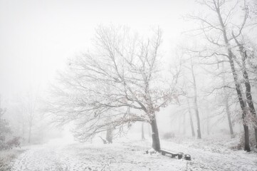 Mysterious winter foggy landscape. Broad leaf trees in fog, gloomy creepy landscape, glaze ice and rime, snow.  .