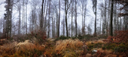 Mysterious foggy forest covered with glaze ice and rime. Fog,beech and oak trees, gloomy winter landscape, forest trail. Eastern Europe.  .