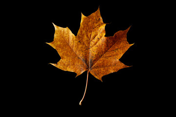 Yellow and red autumn leaves isolated on black background. Autumn composition - maple leaves on...