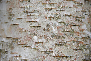 birch tree bark background texture